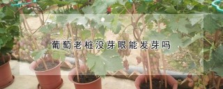 葡萄老桩没芽眼能发芽吗,第1图