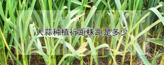 大蒜种植行距株距是多少,第1图