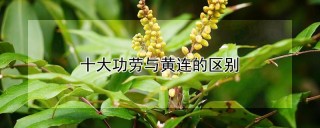 十大功劳与黄连的区别,第1图