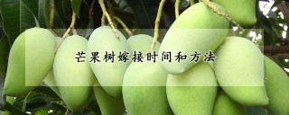 芒果树嫁接时间和方法,第1图