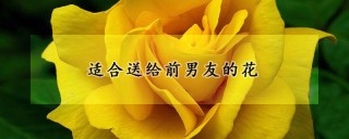 适合送给前男友的花,第1图