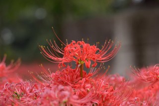 彼岸花根茎是什么样子,第3图