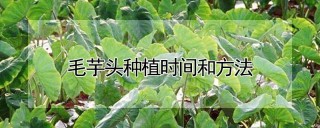 毛芋头种植时间和方法,第1图