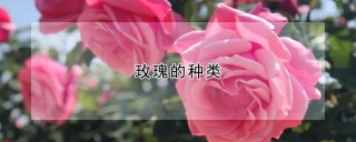 玫瑰的种类,第1图