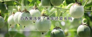 百香果冻死了来年还能长吗,第1图