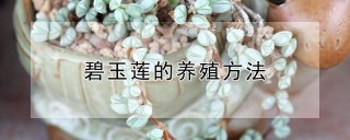 碧玉莲的养殖方法,第1图