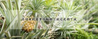 买回来的菠萝叶柄朝上放还是朝下放,第1图