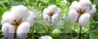 棉花旺长怎么控制,第1图