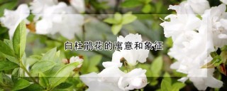 白杜鹃花的寓意和象征,第1图