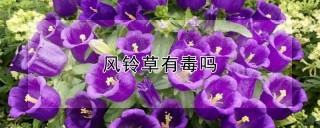 风铃草有毒吗,第1图