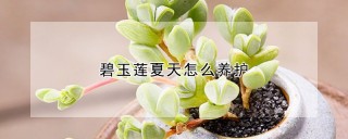 碧玉莲夏天怎么养护,第1图