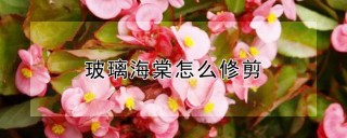 玻璃海棠怎么修剪,第1图