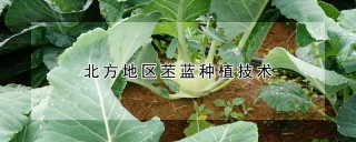 北方地区苤蓝种植技术,第1图