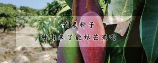 芒果种子种出来了能结芒果吗,第1图