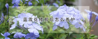 蓝雪花修剪后怎么养护,第1图