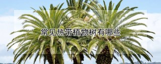 常见热带植物树有哪些,第1图