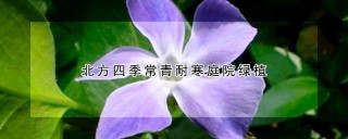 北方四季常青耐寒庭院绿植,第1图