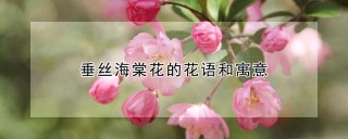 垂丝海棠花的花语和寓意,第1图