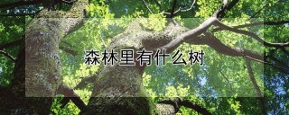 森林里有什么树,第1图