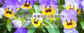 紫罗兰花有毒吗可以在家养吗,第1图