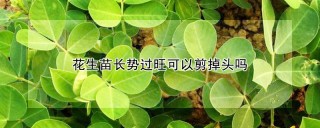 花生苗长势过旺可以剪掉头吗,第1图