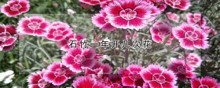 石竹一年开几次花,第1图