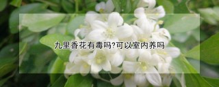 九里香花有毒吗?可以室内养吗,第1图