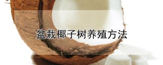 盆栽椰子树养殖方法,第1图