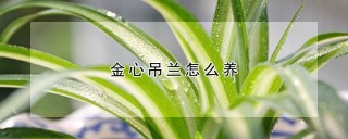 金心吊兰怎么养,第1图