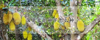 菠萝蜜的种子怎么种,第1图