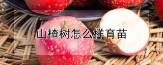 山楂树怎么样育苗,第1图