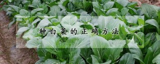 种白菜的正确方法,第1图