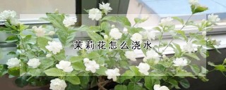 茉莉花怎么浇水,第1图