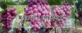 葡萄苗什么时候种植好,第1图