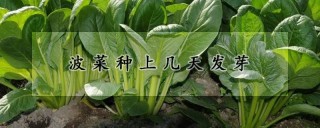 波菜种上几天发芽,第1图