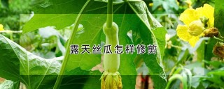 露天丝瓜怎样修剪,第1图