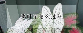 彩叶芋怎么过冬,第1图