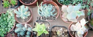 绿植种类,第1图