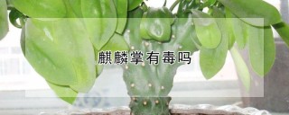 麒麟掌有毒吗,第1图