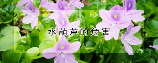 水葫芦的危害,第1图