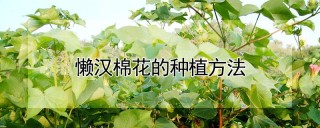 懒汉棉花的种植方法,第1图