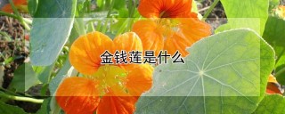 金钱莲是什么,第1图