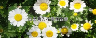 白晶菊的花语和寓意,第1图