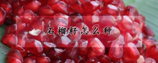 石榴籽怎么种,第1图