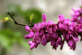 紫荆花盆栽注意什么,第3图