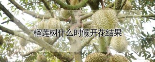 榴莲树什么时候开花结果,第1图