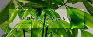 发财树生虫子怎么灭虫,第1图