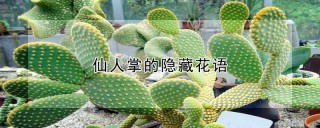 仙人掌的隐藏花语,第1图