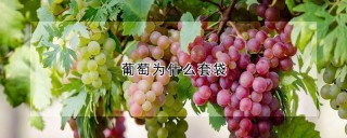 葡萄为什么套袋,第1图