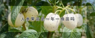 人参果苗是一年一换苗吗,第1图